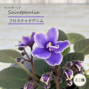 【予約販売】 セントポーリア フロステッドデニム 3号鉢 ミニ種 鉢花 インテリアグリーン ogr 6月中旬以降発送