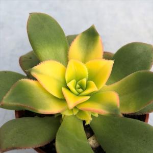 多肉植物 アエオニウム 夕映えの商品一覧 通販 Yahoo ショッピング