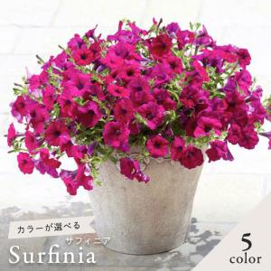 ペチュニア 種類 苗 の商品一覧 花 ガーデニング 通販 Yahoo ショッピング