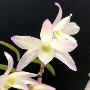 花物セッコク【開花見込株】紅達磨 2.5号鉢 石斛 古典植物 山野草 kih