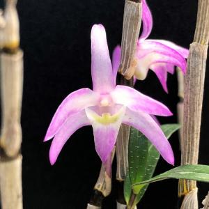ミスマフェット 花なし株 5号鉢 日本蜜蜂（ミツバチ）を呼びます金稜辺