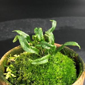希少　【山野草】トキワシノブ？シダ　【特大株】　年代物　観賞用　12月14撮影 希少 【山野草】トキワシノブ？シダ 【特大株】 年代物 観賞用 12月14