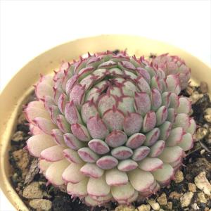 多肉植物 エケベリア ビンセントカトー グロブロ...の商品画像