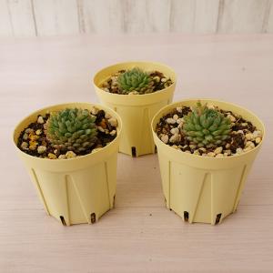 多肉植物 エケベリア ビンセントカトー グロブ...の詳細画像1