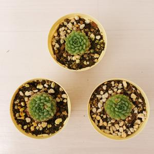 多肉植物 エケベリア ビンセントカトー グロブ...の詳細画像2