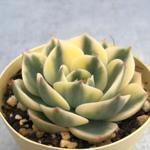 多肉植物 エケベリア ルノーディーン 6cmポッ...の商品画像