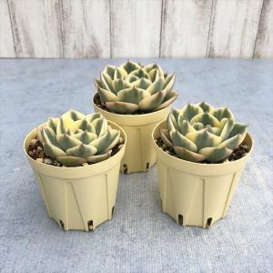 多肉植物 エケベリア ルノーディーン 6cmポ...の詳細画像1