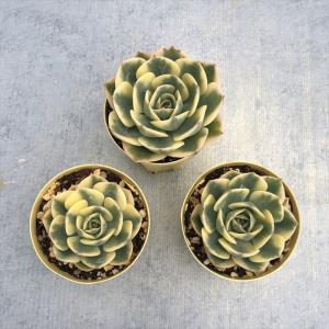 多肉植物 エケベリア ルノーディーン 6cmポ...の詳細画像2