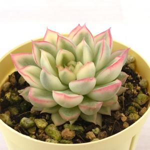 農園直売 多肉植物 寄せ植え アエオニウム属 ハロウィン錦 子付き 大