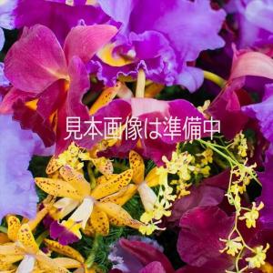 予約販売】 洋ラン【開花見込株】セイデンファデニア ミトラタ 原種 板