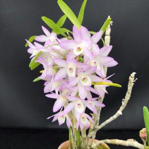 予約販売】 洋ラン【開花見込株】デンドロビウム デンシフローラム