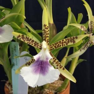 蘭 バルボフィラム モニリフォルメ Bulbophyllum moniliforme 板付き