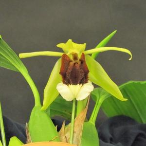 予約販売 】 洋ラン【開花見込株】カトレア ワルケリアナ セミアルバ