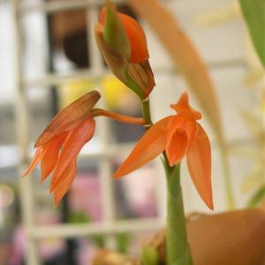 予約販売】 洋ラン【開花見込株】デンドロビウム デンシフローラム 9cm