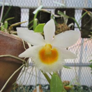 デンドロビウム 原種のおすすめ人気商品一覧 通販 - Yahoo!ショッピング