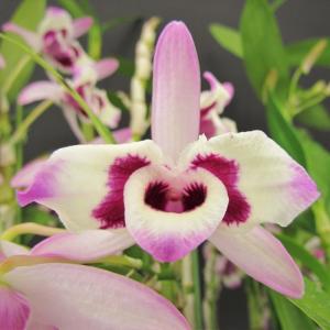 予約販売】 洋ラン【開花見込株】デンドロビウム デンシフローラム
