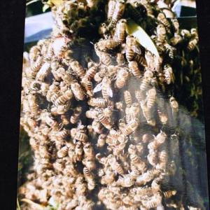 キンリョウヘン 金稜辺 原種 苗 4号鉢 ミツ...の詳細画像5