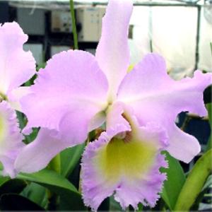花なし株】 リンコレリオカトレア ジョージキング