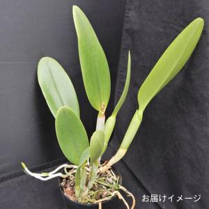 【予約販売】洋ラン【開花見込株】カトレア エス...の詳細画像1
