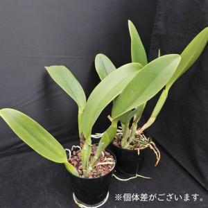 【予約販売】洋ラン【開花見込株】カトレア エス...の詳細画像2