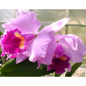 予約販売 】 洋ラン【開花見込株】カトレア ワルケリアナ アルバ