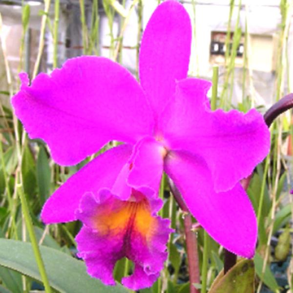 【予約販売】洋ラン【開花見込株】カトレア ウイリアム J.サンダーズ ルビー 4号鉢 洋蘭 インテリ...