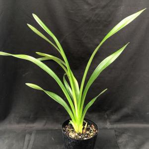 キンリョウヘン 金稜辺 花芽付き 原種系 赤花 花芽2芽 4号ポット苗 令