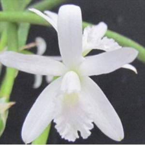 Paph.esquirolei (エスキロレイ) BS 花なし株 パフィオペディラム原種