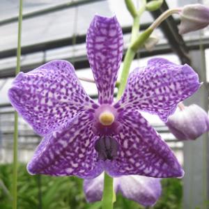 ラン苗 バンダ パチャラデライト'ライトカラー' 開花見込み株 1株 洋蘭