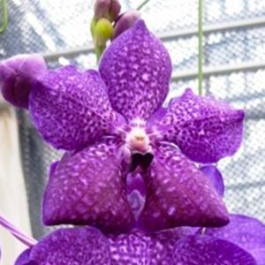 ラン苗 バンダ ヤノブルースポット 開花見込み株 1株 洋蘭 洋ラン : 花