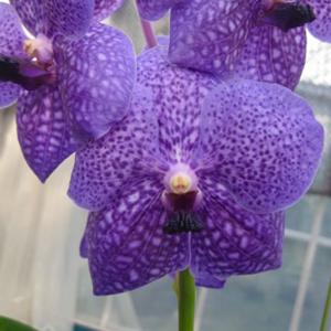 超ロング 洋ラン バンダ ミカワ ブルーオーシャン 蘭 洋ラン 苗 バンダ セルレア'ブルー'（Vanda coerulea 'Blue