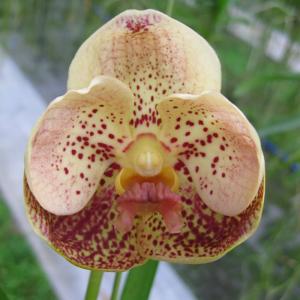 C.dowiana,aurea self (C.ドウィアナ,オーレア) 中苗 花なし株