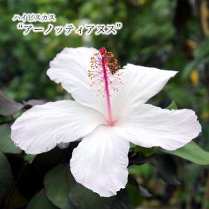 【まもなく予約締切！次回は来年】【予約販売】 ハイビスカス アーノッティアヌス 原種系 芳香性 9cmポット インテリア ekz 6月下旬以降発送｜latestplants2019