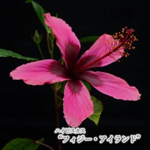 予約販売】 ハイビスカス デニムブルー 5号 鉢植え fru 5月下旬以降