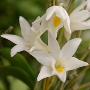 ミスマフェット 花なし株 5号鉢 日本蜜蜂（ミツバチ）を呼びます金稜辺