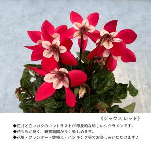ガーデンシクラメン ジックス レッド 9cmポ...の詳細画像1