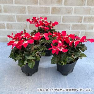 ガーデンシクラメン ジックス レッド 9cmポ...の詳細画像2