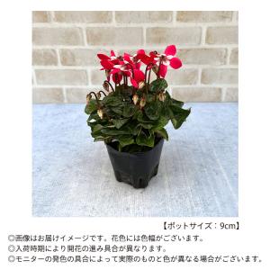 ガーデンシクラメン ジックス レッド 9cmポ...の詳細画像3