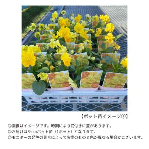 【予約販売】 ビオラ ラ・バナーヌ 9cmポッ...の詳細画像2