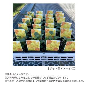 【予約販売】 ビオラ ラ・バナーヌ 9cmポッ...の詳細画像3