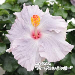 【まもなく予約締切！次回は来年】【予約販売】 ハイビスカス パープルレインボー 5号 鉢植え fru 6月下旬以降発送｜latestplants2019