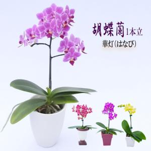 母の日 Mother's Day 胡蝶蘭【マザーチーク】5号鉢 2本立ち 陶器鉢
