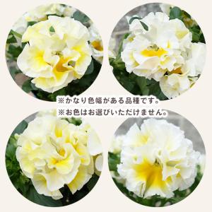 【予約販売】 育種家『湘南Berry』さんのフ...の詳細画像1