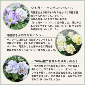 【予約販売】 育種家『湘南Berry』さんのフ...の詳細画像2