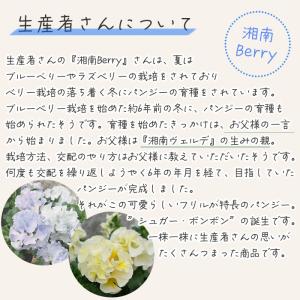【予約販売】 育種家『湘南Berry』さんのフ...の詳細画像3