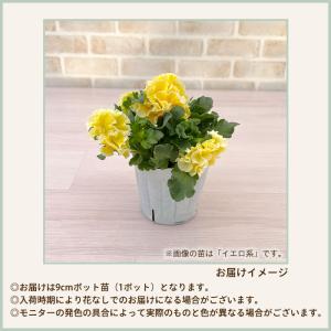 【予約販売】 育種家『湘南Berry』さんのフ...の詳細画像4