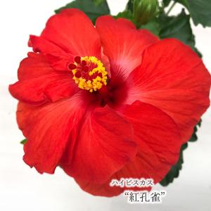 【まもなく予約締切！次回は来年】【予約販売】 ハイビスカス 紅孔雀 5号 鉢植え fru 6月下旬以降発送｜latestplants2019