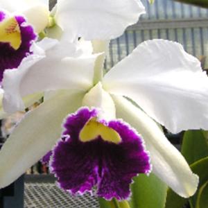 予約販売 】 洋ラン【開花見込株】カトレア ワルケリアナ セミアルバ