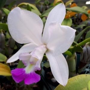 Phal.tetraspis (テトラスピス) BS ファレノプシス原種 (販売期間4月
