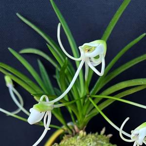 富貴蘭 紀州雪虎 2.5号鉢 フウキラン 風蘭 古典植物 山野草 kih : レイ